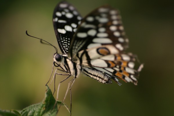 standing butterfly