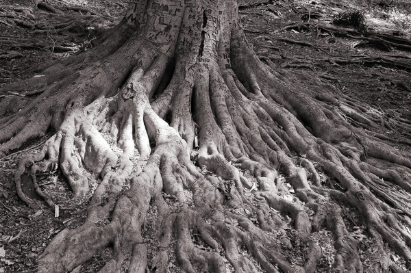 Deep roots