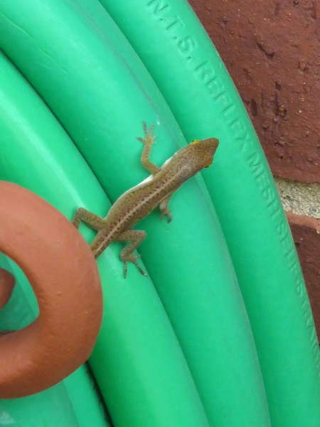 Anole And The Garden Hose