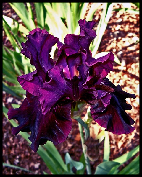 DEEP PURPLE IRIS