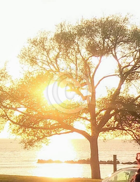 Lakeview beach lorain. Lookin at sun tru tree