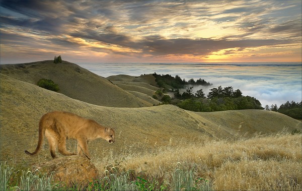 1177-Misty Cougar Sunset