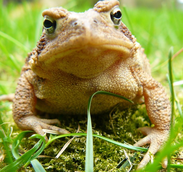 On-looking toad.