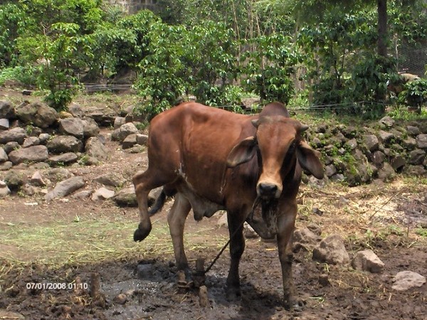 BULL IN GUATEMALA