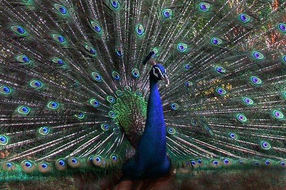 A Dancing Peacock.