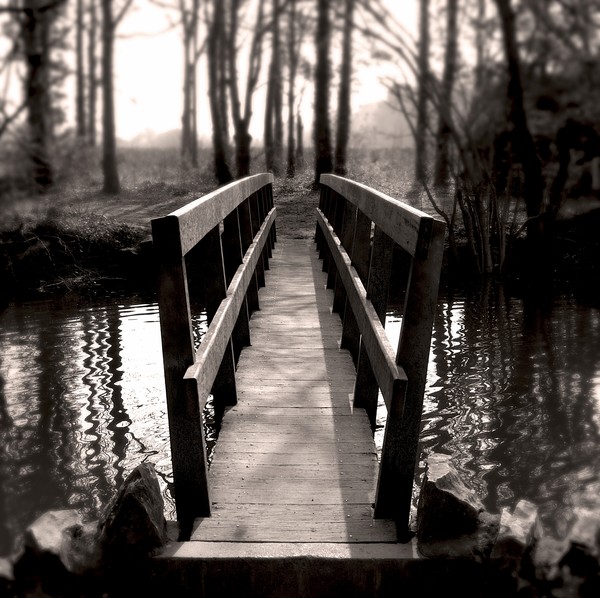 The Bridge in the wood