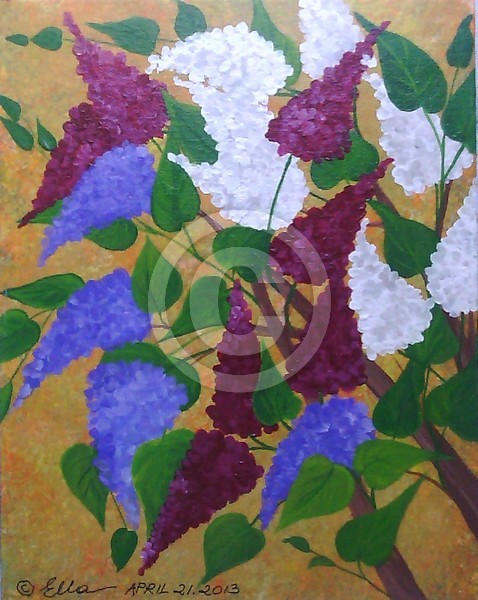 Barbaras Lilacs