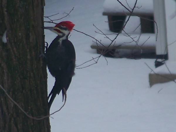 Mr woodpecker