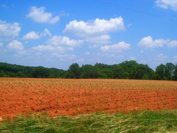 North Carolina Tobacco Field