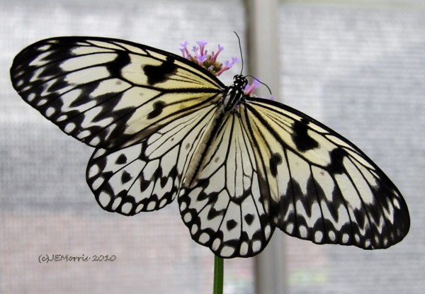 Beautiful Wings