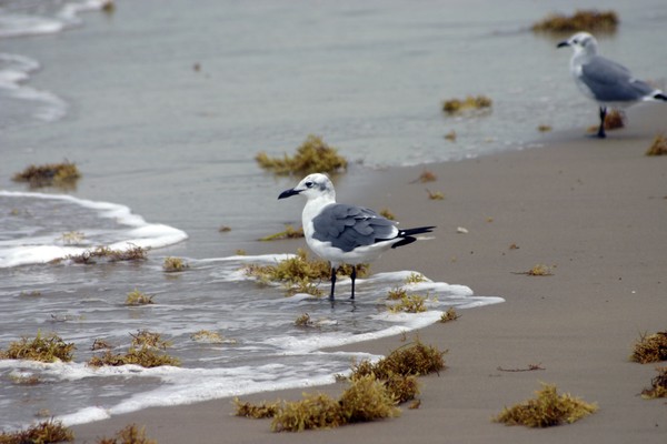 Seagull standing in the surf on a beach.