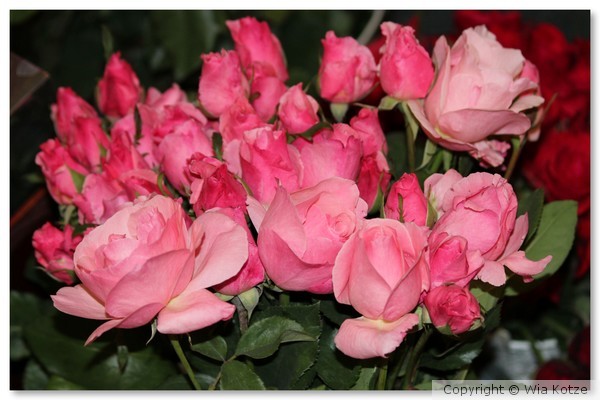 Roses 1-2012