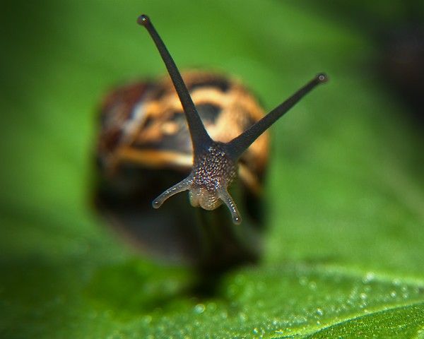 Snail