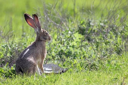 The Tortoise and The Hare