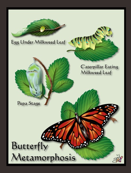 Butterfly Metamorphosis