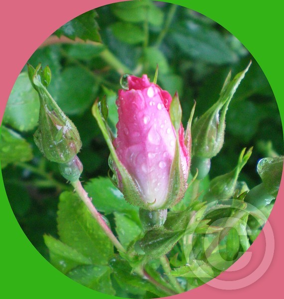 Roses in the spring rain!.........