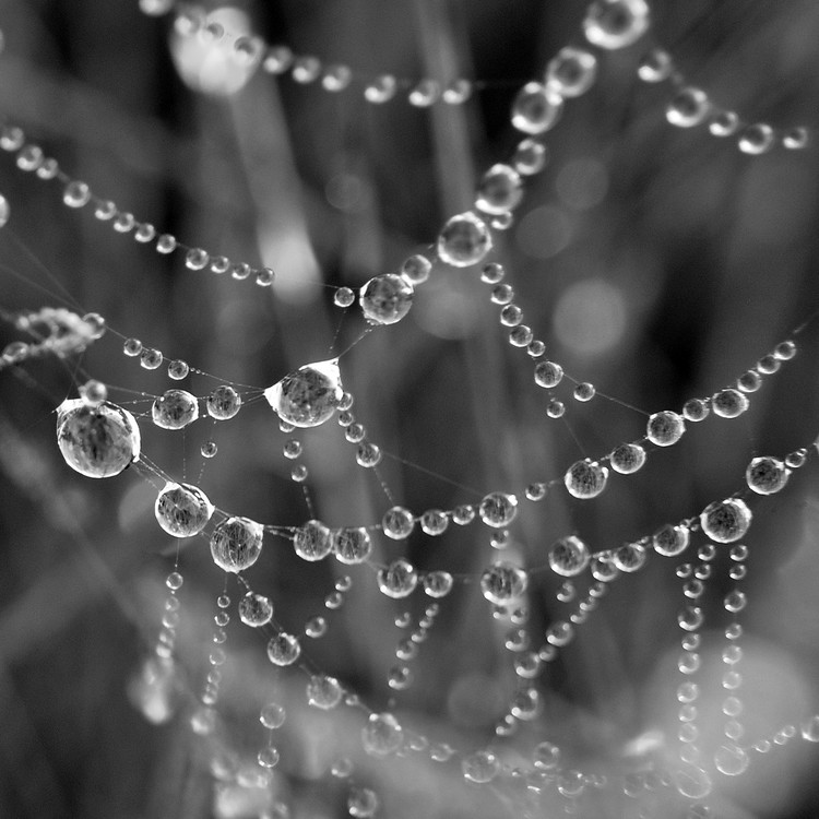 Dew Drops and Web