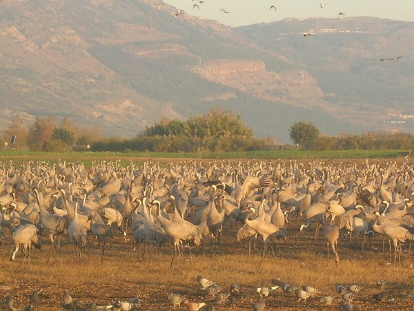 Resting and feeding Migrating cranes