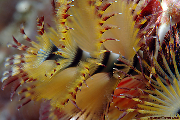 Macro Christmas Tree Worm