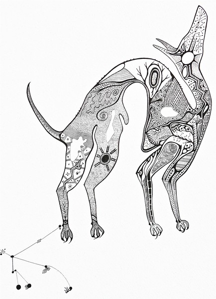 constellation Dog