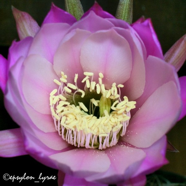 Echinopsis