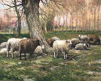 Sheep near an old tree