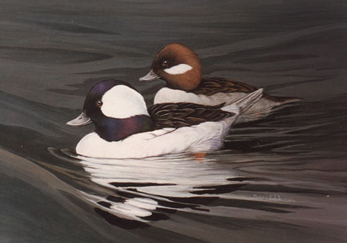 Buffleheads