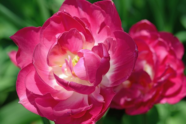 Double Tulips