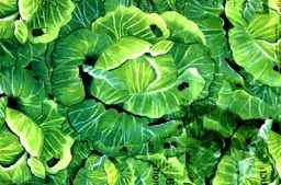 Cabbages