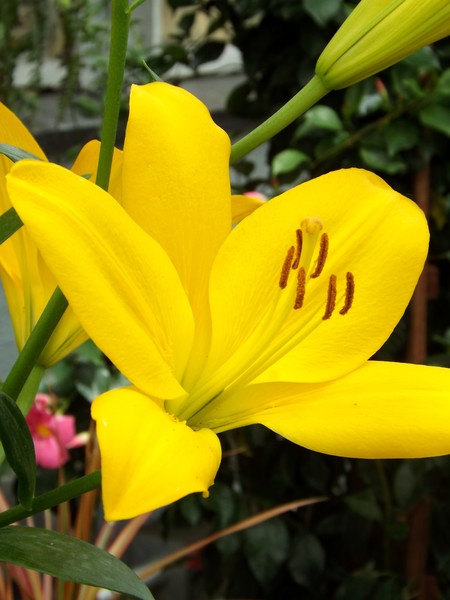 Yellow Lily (Two)