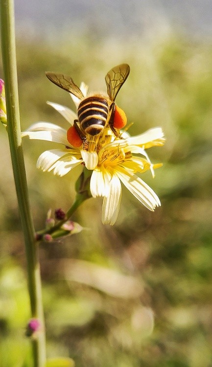 he has collected enough pollen