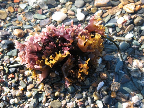 multi-colored seaweed at York Beach, Maine