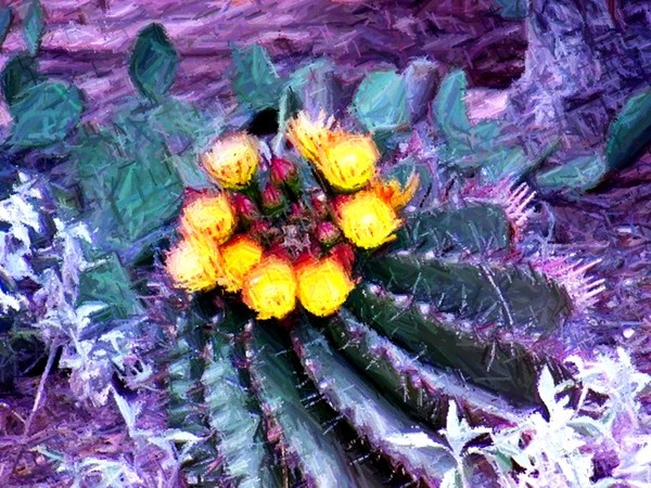 Cactus bloom a