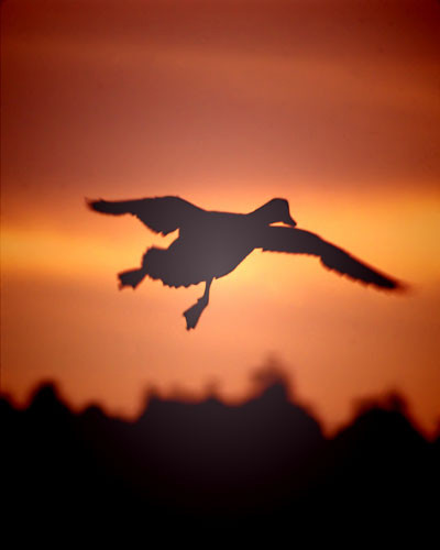 Lone Mallard