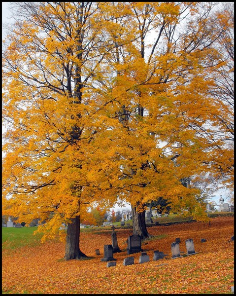 Glenwood Cemetery. Oneida, New York.