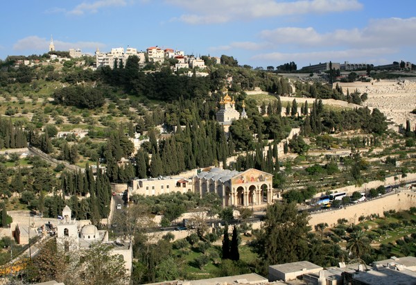 Olive mountain in Jerusalem