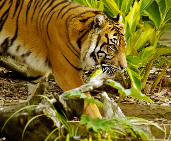 Prowling Tigress.