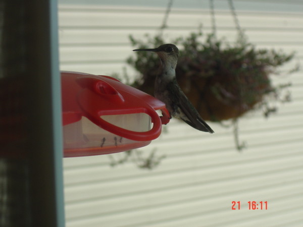 Hummingbird perched on my feeder