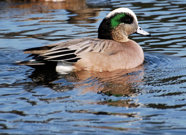 That's wigeon not pigeon!!