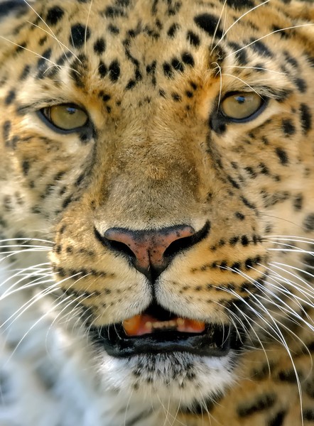Amur leopard III