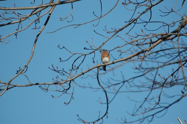Bluebird in Winter