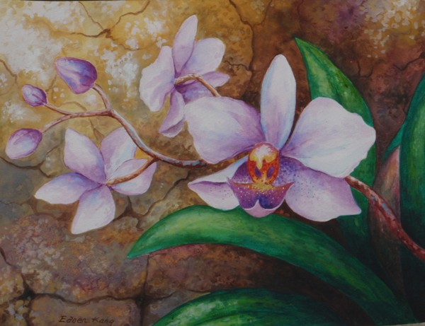 Borneo Orchids 2