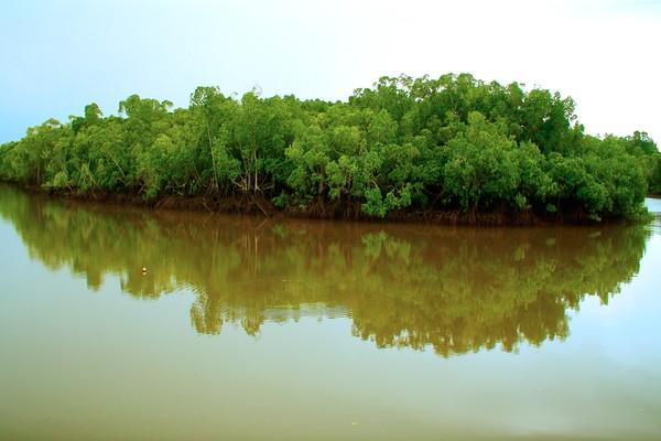 Mangroves Mirrored