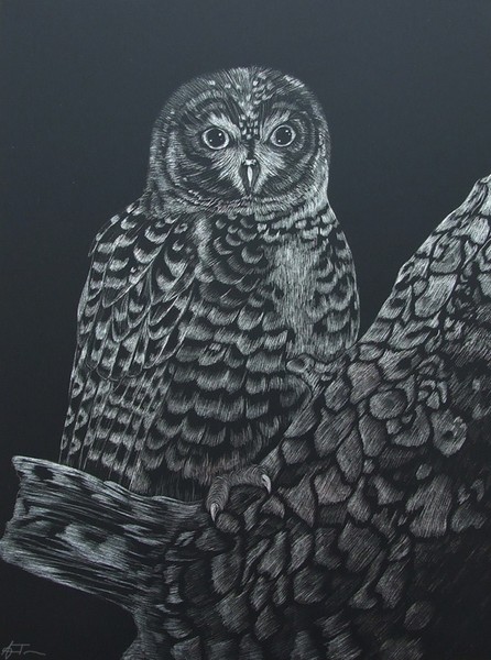 Owl Scratchboard