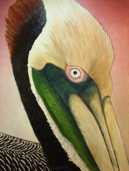 Pelican Peeking
