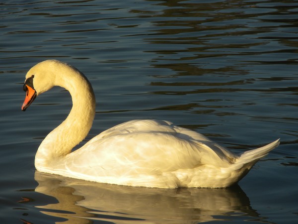 enjoying the evening sun