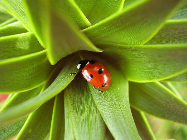 Puzzled Ladybird