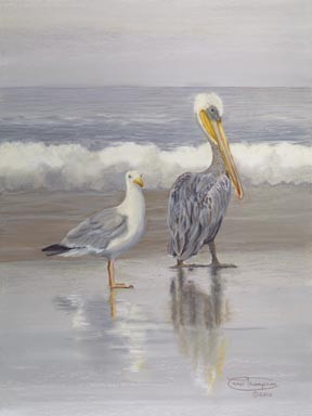Seagull And Pelican