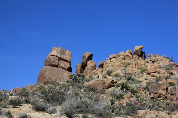 Joshua Tree National Park Image 7