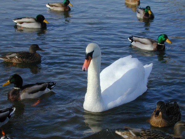 Swan and Ducks